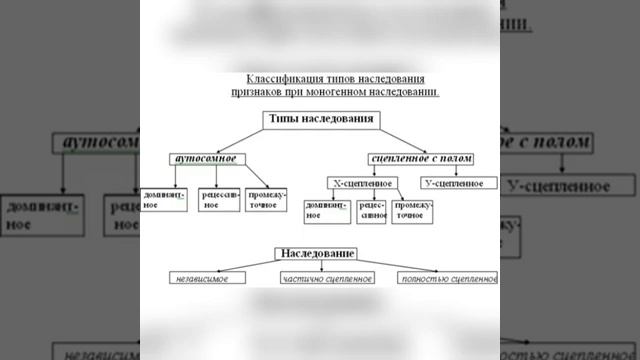 Типы наследования признаков у человека. смотреть онлайн