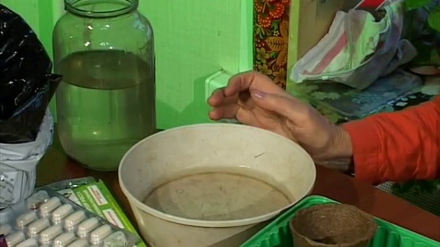 Гладиолус. Как высаживать гладиолусы-Часть 1