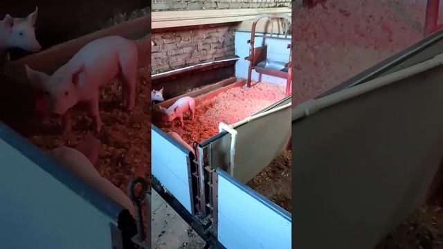 ездили закупать поросят. как выбрать поросят на племя