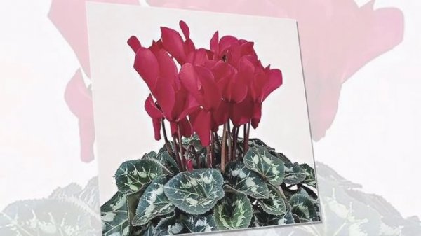 Цикламен / Cyclamen