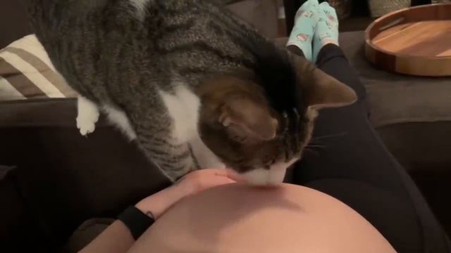 Sweet cat just realized it's owner is pregnant. смотреть онлайн