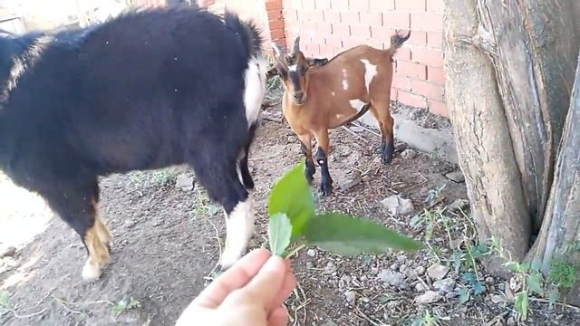 Камерунские козы и «розы» смотреть онлайн