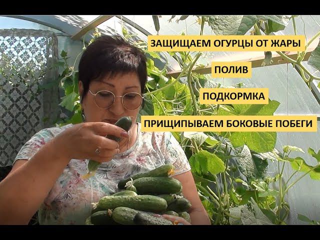 Защищаем огурцы от жары.Полив.Подкормка. смотреть онлайн