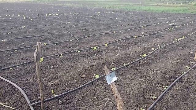 Окончание высадки. Медведка и французская утка смотреть онлайн