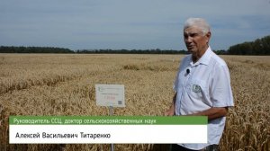 Сорт озимой пшеницы Гром