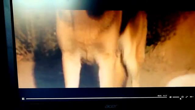 Копия видео "Собаки:Хорошие животные" смотреть онлайн