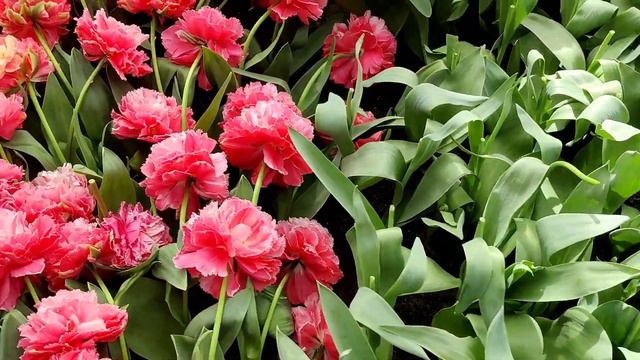 Tulip festival Amsterdam #Netherlands | #Keukenhof Tulip Garden | Tulip festival Amsterdam 2022 смотреть онлайн