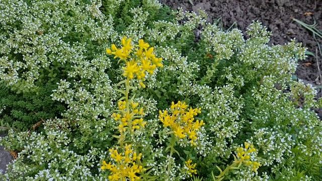 Очитки, суккуленты, седумы,их цветение. Седум скальный-самое неприхотливое почвопокровное растение смотреть онлайн