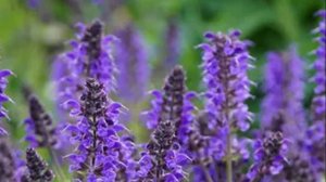 Какие травы собирать в июне июле. Заготовка трав. Рецепт витаминного чая.Чай из трав.