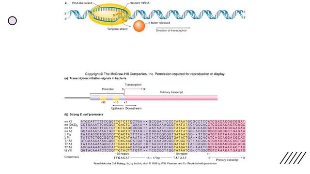 Module 4 Exam - Transcription in Prokaryotes смотреть онлайн