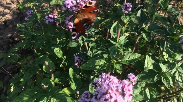 Бабочка павлиний глаз на цветках душицы! смотреть онлайн