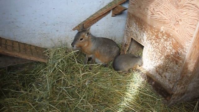 Это Что За Зверь? Патагонский Заяц смотреть онлайн