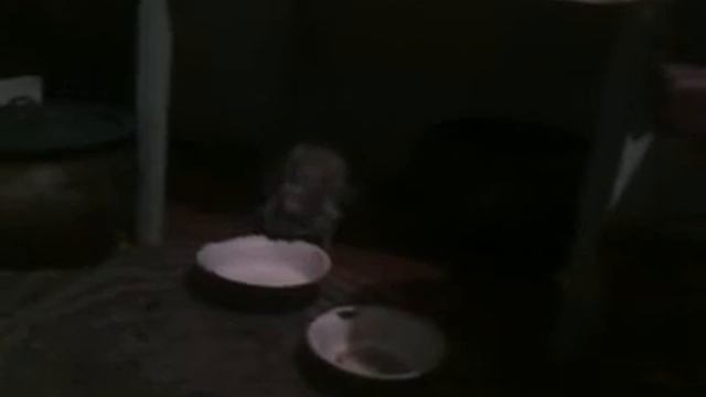 кошка решила есть лапой)) смотреть онлайн