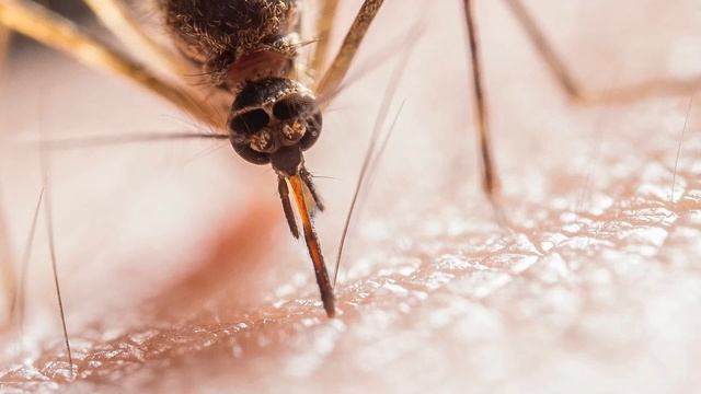 Достали комары? Простой способ: это изменит вашу жизнь - копеечное средство! Невероятно! Попробуйте смотреть онлайн