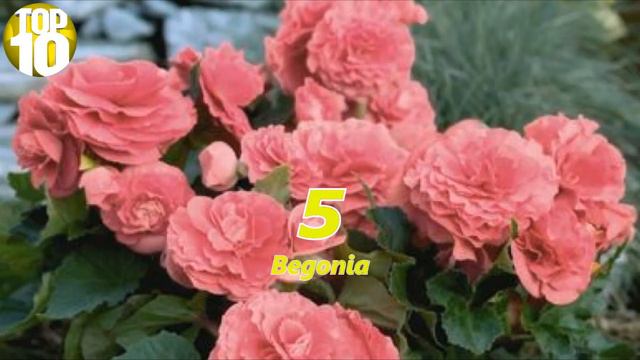 Top Ten Flowering Plants For Hanging Baskets смотреть онлайн