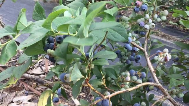 ЖИЗНЬ в ГЛУХОЙ ДЕРЕВНЕ. БЕЛАРУСЬ Голубика сорт Ковилл обзор ,посадка без торфа смотреть онлайн