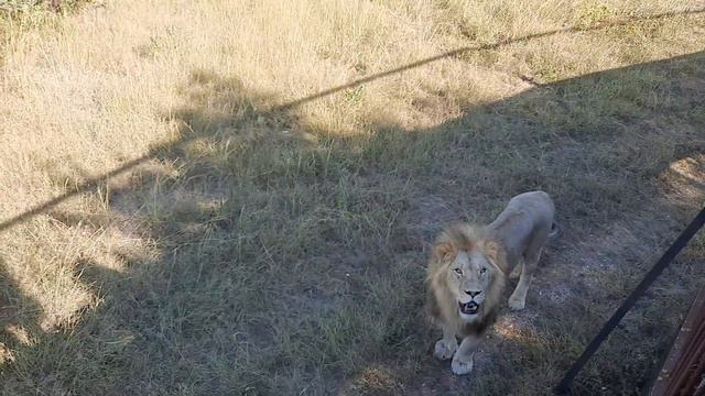 В этот раз Гирей первый за угощением🍗🦁 смотреть онлайн