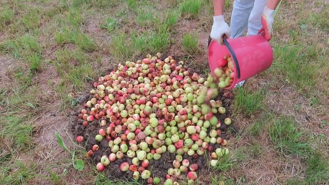 Падалицу яблок компостирую для ягодных кустарников. Мульчирую картофель смотреть онлайн