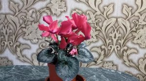 Цикламен. Особенности ухода после покупки