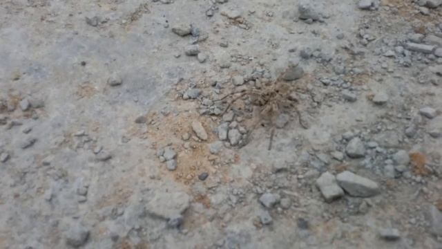 УЖАС!!! ТАРАНТУЛ!!! Это у нас под ногами. смотреть онлайн