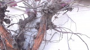 Размножение гейхеры черенкованием и делением куста.