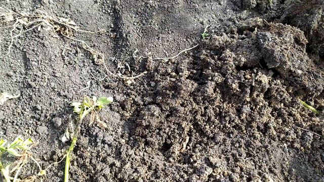 МОЙ ОПЫТ ПОСАДКИ КАРТОФЕЛЯ В ЕМКОСТЬ И ВЫВОД О МОИХ ЖИРНЫХ ОШИБКАХ #Во_саду_ли_в_огороде смотреть онлайн