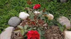 Роза - Дип Импрешен ( флорибунда)!!! Роза непрерывного цветения!!♥️