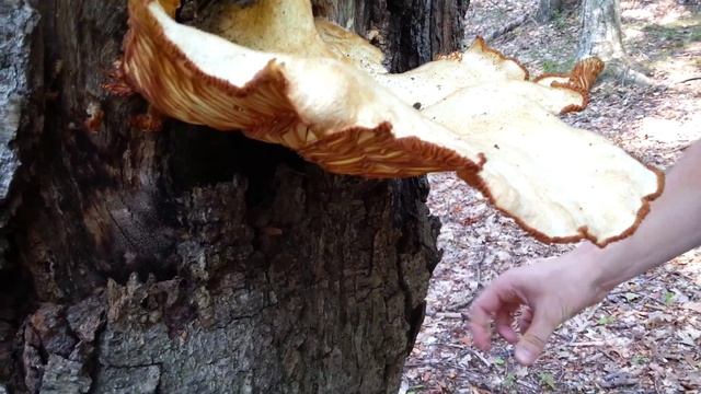 KAFKUBA - Mushroom Picking and Hiking at Devil's Hopyard in Connecticut смотреть онлайн