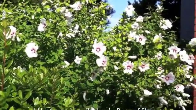 Hibiscus Syriacus 'Helene' - Rose Of Sharon