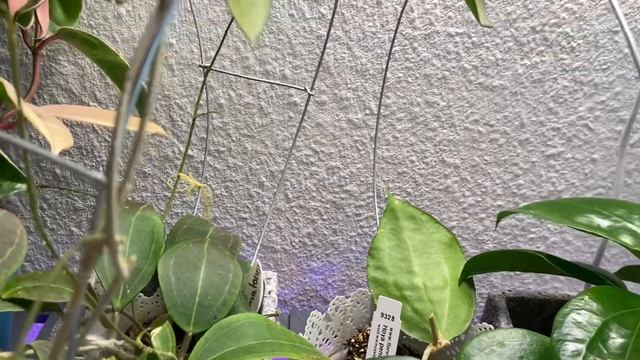 Хойя томатоенсис, цветение. Hoya Tomatoensis смотреть онлайн