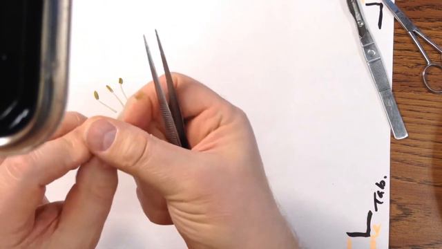 Lily dissection смотреть онлайн