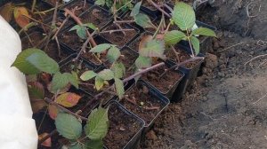 Как сохранить зимой саженцы ежевики