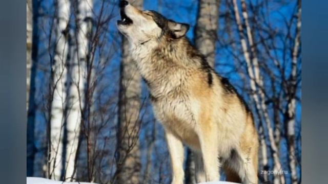 кто ты из волков по знаку зодиака 1 часть смотреть онлайн