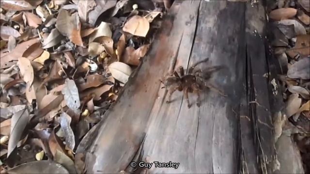 Finding THE GOLIATH TARANTULA Suriname смотреть онлайн