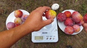 СЛИВА ФОРМОЗА / PLUM FORMOZA / ДИПЛОИДНЫЕ СЛИВЫ