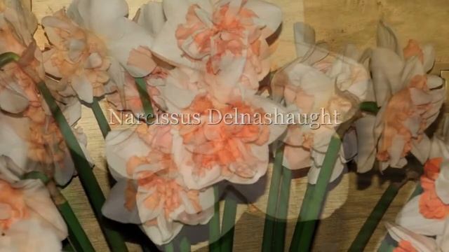 Narcissus Delnashaught смотреть онлайн
