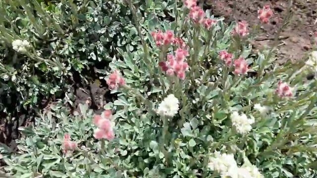 #антеннариядвудомная / Редкий почвопокровник Антеннария серебряная (лат. Antennaria ). Кошачьи лапк