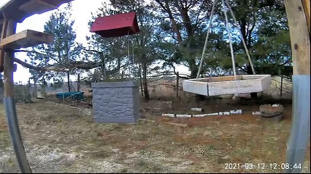 2021 Mar 12 Livestream bird feeding station. Ripley, Ontario Canada by AtHomeFriendlyTecGuy смотреть онлайн