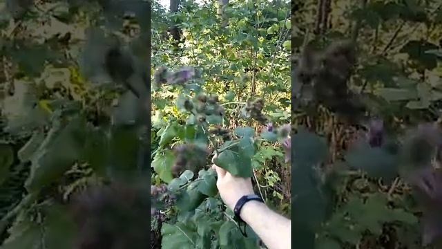Сонник Репейник во снах.mp4 смотреть онлайн