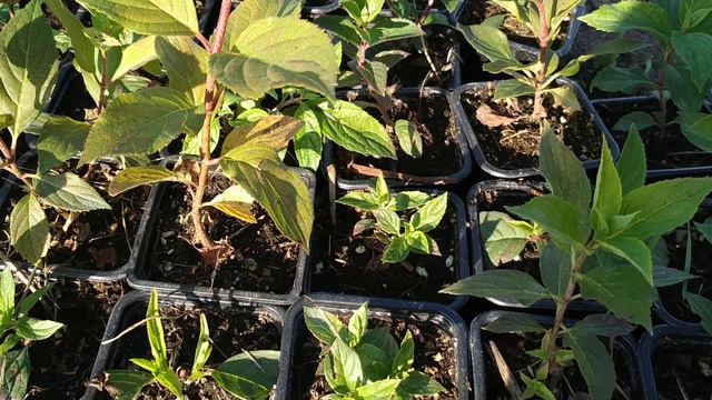 Продажа пересортицы гортензий по специальной цене. Отправка после 15 сентября. 89875853725 смотреть онлайн