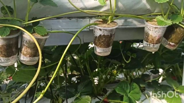 Эксперимент по выращиванию рассады клубники в минераловатных пробках. смотреть онлайн