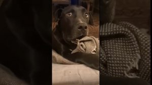 🙀 Тут соседская собака забеременела, ты, знаешь об этом что-нибудь?