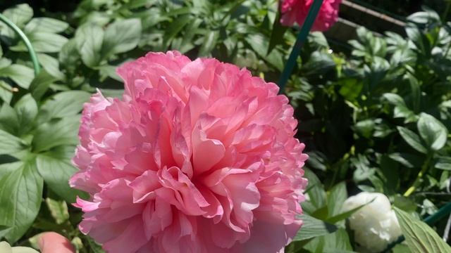 Пион peony Salmon Hayes смотреть онлайн