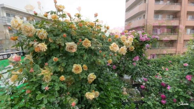 2022/10 Shiuan’s Rose Garden （5/6）花園札記 смотреть онлайн