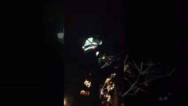 Operation Save-A-Kitty! смотреть онлайн
