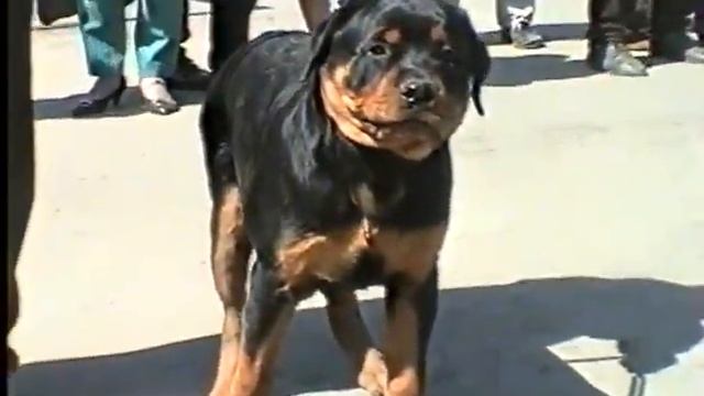 Выставка собак, 1994 г., часть 7 смотреть онлайн