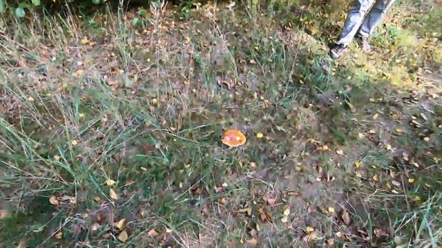 Осенний призыв (Золотые походы по Латгале и Курземе) смотреть онлайн