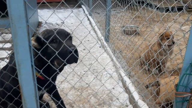 Щенки казахского тобета. Kazakh aboriginal wolfhound. Tobet-boribasar.kz. смотреть онлайн