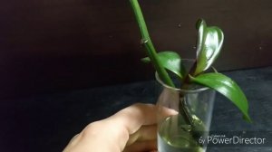 Цитокининовая паста,на срезанных цветоносах.