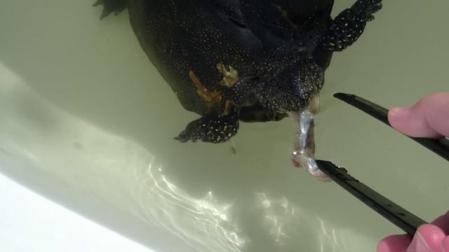 Европейская болотная черепаха домашнее видео.mp4 смотреть онлайн